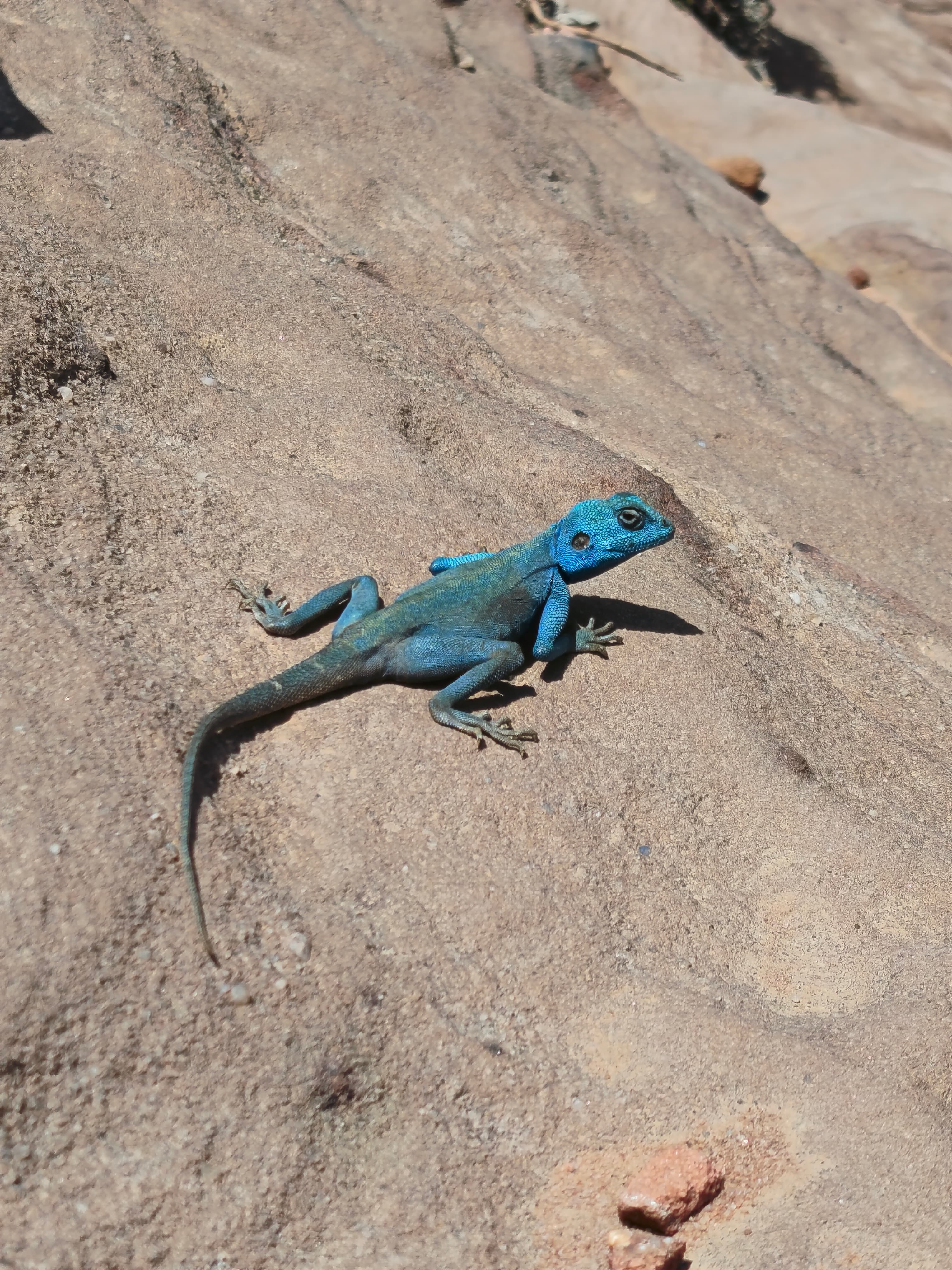 A blue Sinai agama resting on the sandstone near the camp